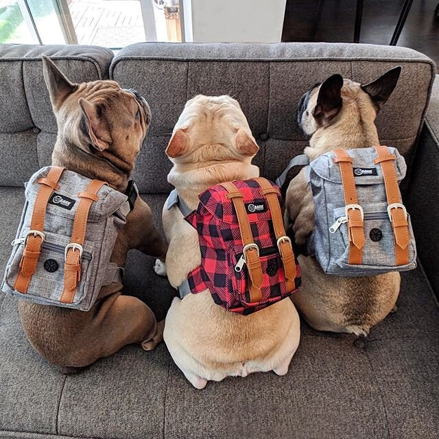 Bark sales dog backpack