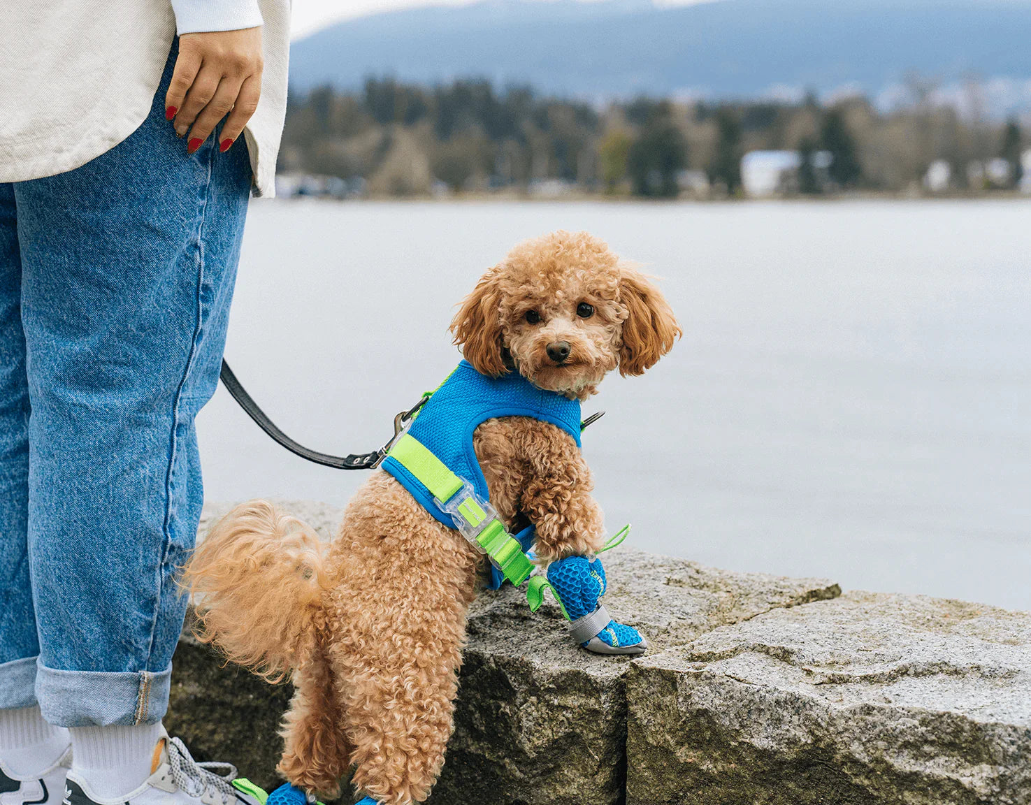 Dog in Canada Pooch Cooling Gear