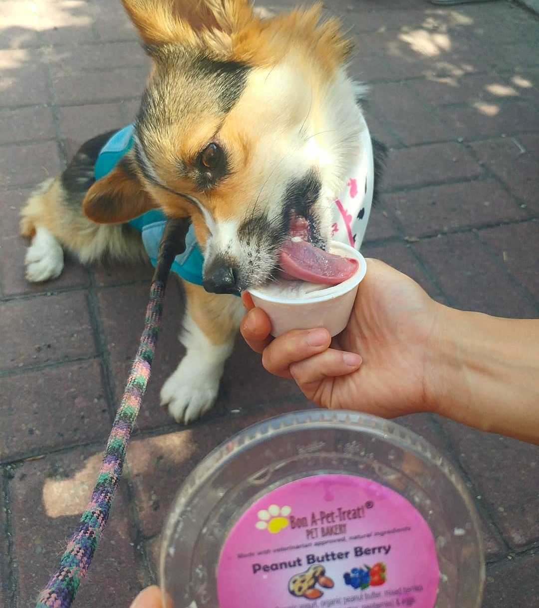 Indulge Your Pup with Bon A-Pet-Treat's Doggie Ice Cream