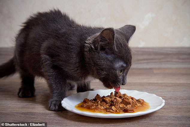 Choosing the Best Canned Cat Food: Why Binders Matter