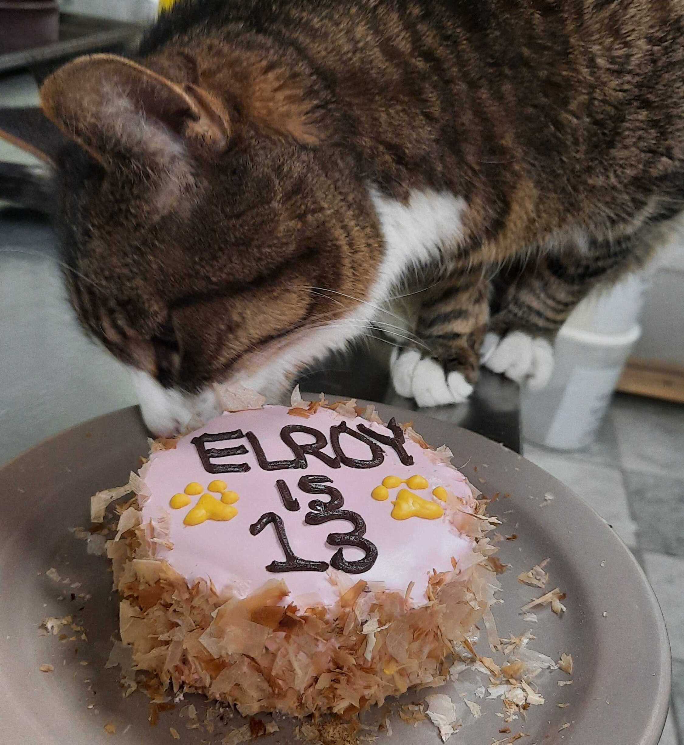 Cats eating cutiest cake