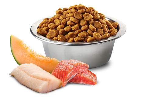 Farmina N&D Dog Ocean Salmon, Cod, Cantaloupe Mini