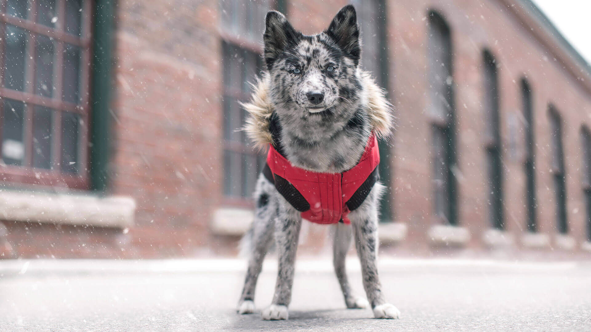 Canada pooch clearance north pole parka