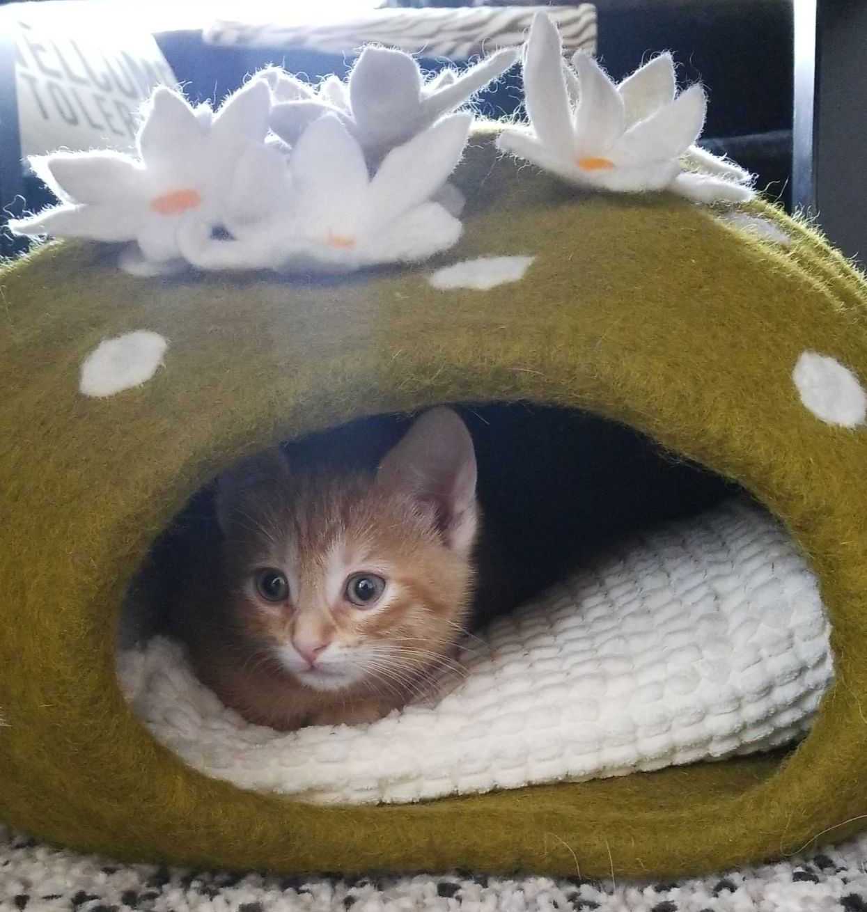 Dharma shop cat bed